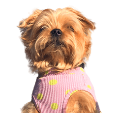 Floppy Ears Yorkie 2