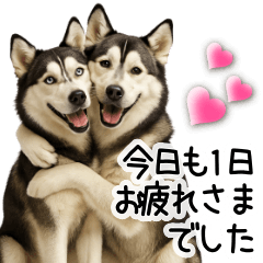 The kindness of a Siberian Husky