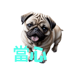pug C