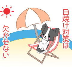 ちびパピヨン18【夏】