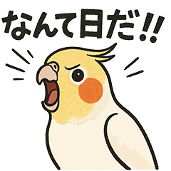 Piyotan's daily life cockatiel