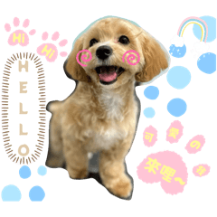 哺哺·瑪爾泰迪