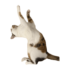 mirin_lovely cat