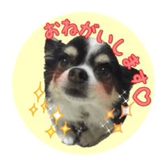Chappy's daily stamp