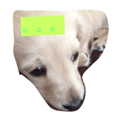 dogjm