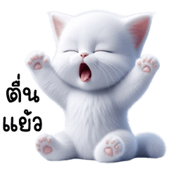 แมวน้อยขาวมณี ตาฟ้า น่ารัก