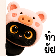 แมวดำหมวกหมูน่ารัก