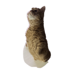 neko sio