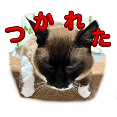 se-ya_20250716210205