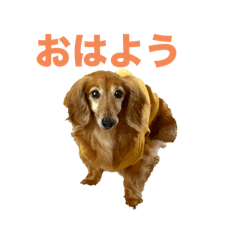 ruchibichi01