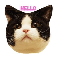 Michelle's happy cat