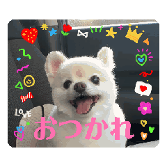 Pistachio_20250717191449