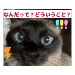 Mimi_20250717211142