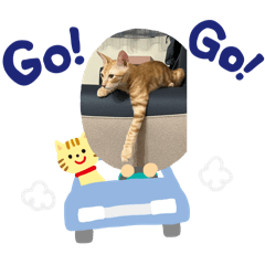 可愛小橘貓日常