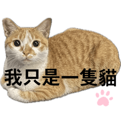 柑橘姐妹