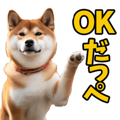 Shiba Inu from ibaraki