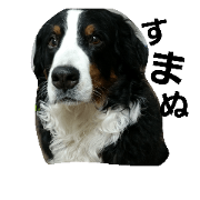 Everyday conversation Pet bias