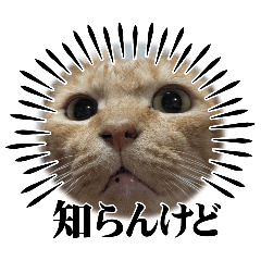 tonbokawaii