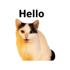 POTATO_20250717004414