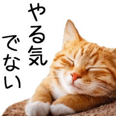 A cats with no motivation