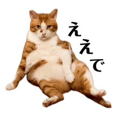 どんどこボストンrevised