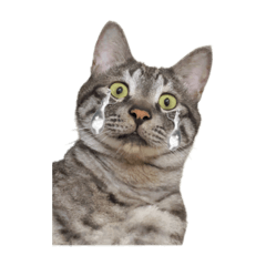 小哭不想說話篇