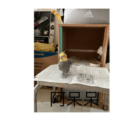 啊捏家