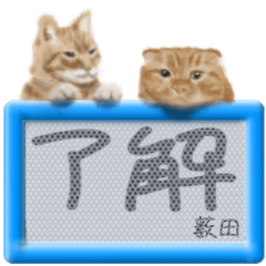 Yabuta's real fluffy cat