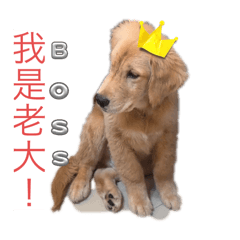 金金寶