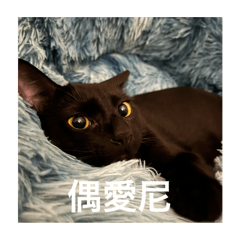 酷摟+嗚咪=酷咪