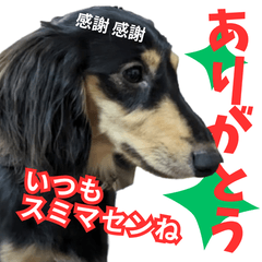 Stamp of my beloved dog, Dachshund