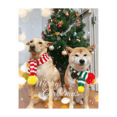 吉米和咪嚕的日常