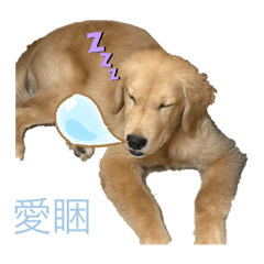 Dog xu