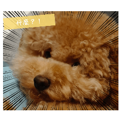 茶茶（ㄉㄟˇㄉㄟˇ）