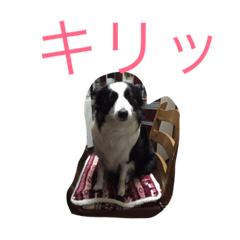 My marvelous lovely dog