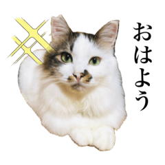 nekonoke_20250717172232