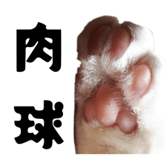 Hi-ko_20250717191732