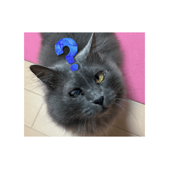 taro_20250718130222
