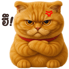 ❤️แมวส้ม ปลอกคอแดง❤️