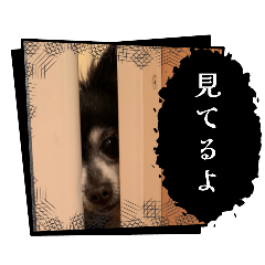 427aya
