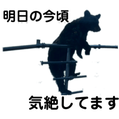 知床の生熊さんと景色