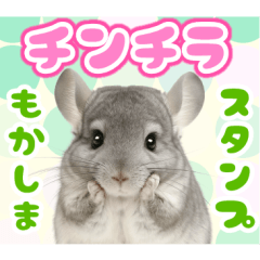 The fluffy daily life of chinchillas