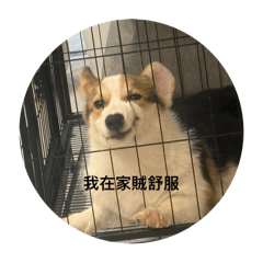 小毛小毛