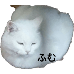 Cat ryu and right_20250717234316