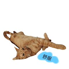 咪嚕呀！