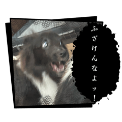 bordercollieandsyeruthi