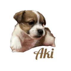 Aki_范爾羅特爵士_2個月