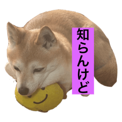 kinako_20250718213631