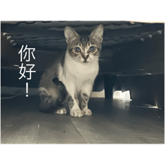 喵～小豬