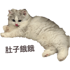 娜比公主來了 喵